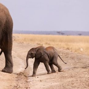 An Elephant calf crosses a road in the Amboseli National Park, Kenya, August 10, 2021. Picture taken August 10, 2021. REUTERS/Baz Ratner